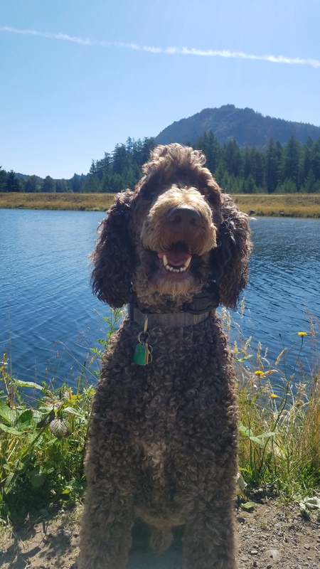 Entry image for Fudge. Clicking this image will show a larger photo