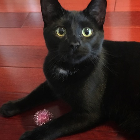 Entry image for Boson. Clicking this image will show a larger photo