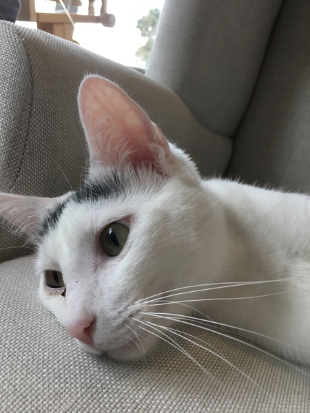 Entry image for Quark. Clicking this image will show a larger photo