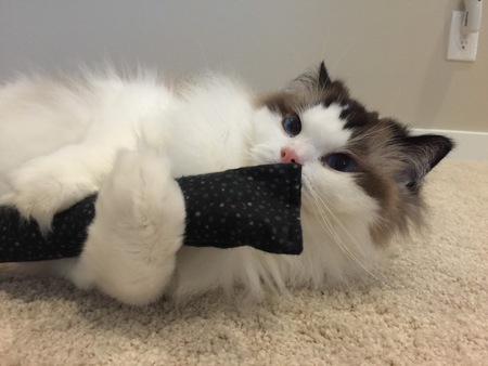 Entry image for Digger. Clicking this image will show a larger photo