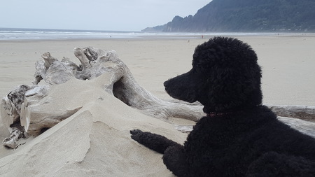 Entry image for Farley. Clicking this image will show a larger photo