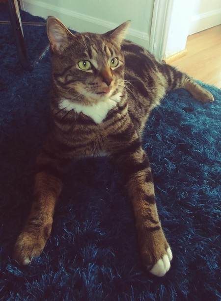 Entry image for Dennis the Menace. Clicking this image will show a larger photo