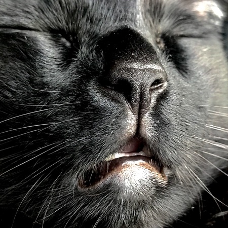 Entry image for Onyx. Clicking this image will show a larger photo