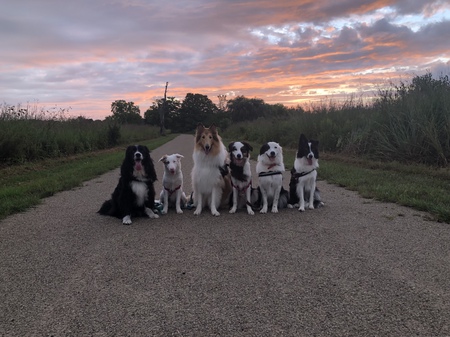 Cricket, Salty, Capri, Pearl, Crosley and Addy