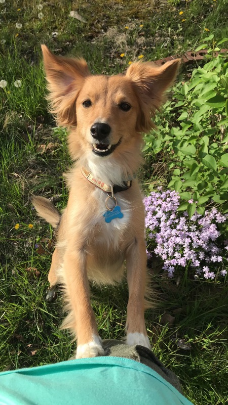 Shylo