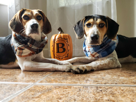 Dixie & Huck