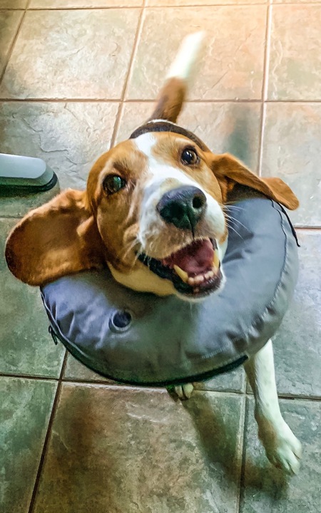Watson