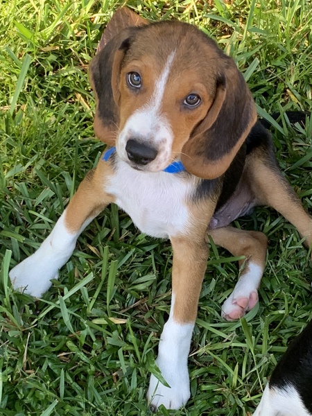 Louie 