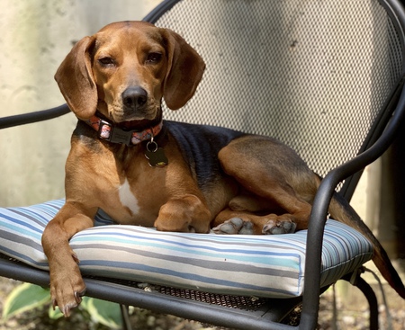 Albert (Albie)