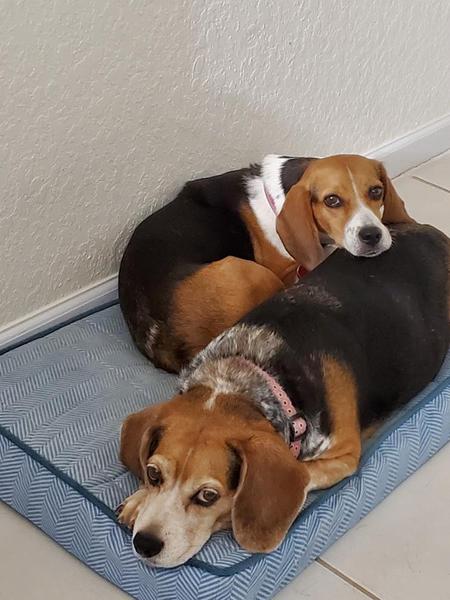 Mazie & Patches