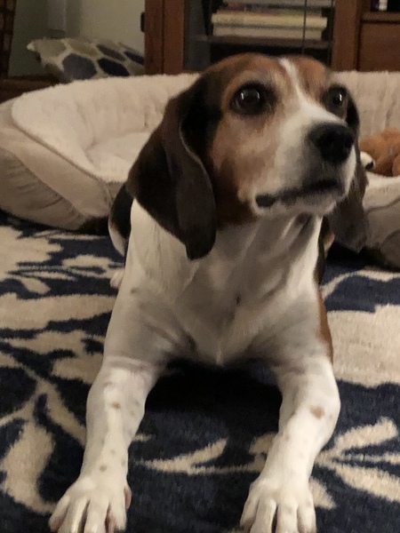 Augie Doggie