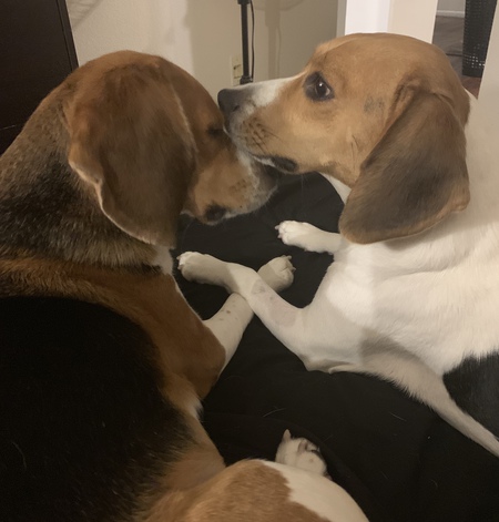 Bella & Boomer 