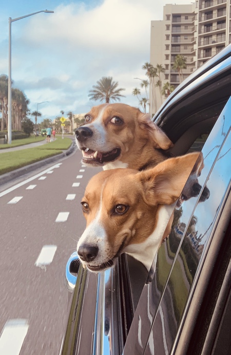 Boomer & Bella