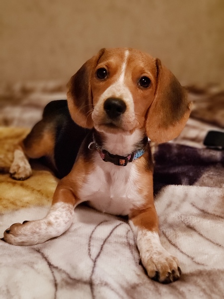 Ava