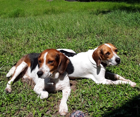 Bingo & Lucy