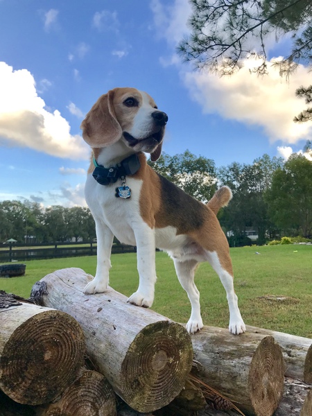 Dyson aka Lucky Boy