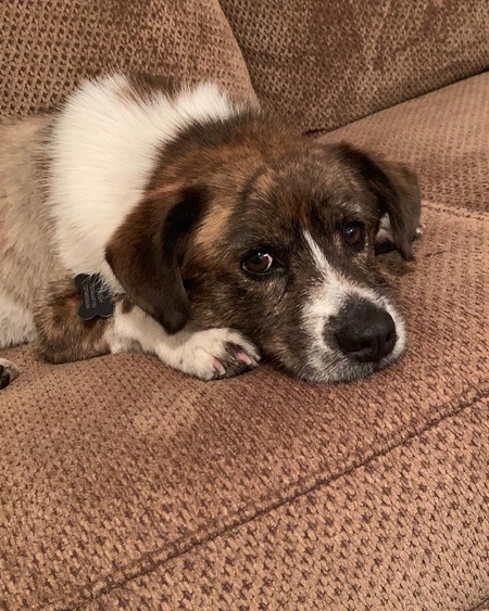Stanley...beagle mix