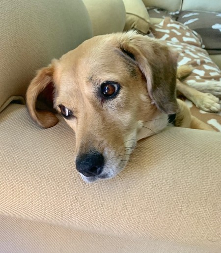 Piper