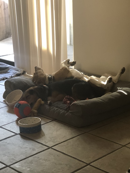 Moe and piper 