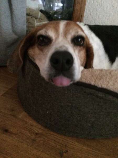 Daisy 