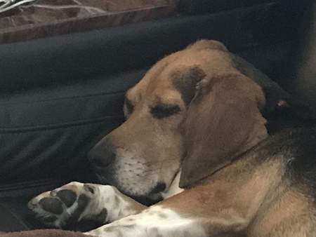 Finn