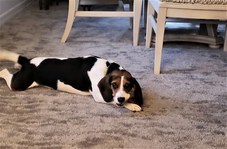 Daisy 