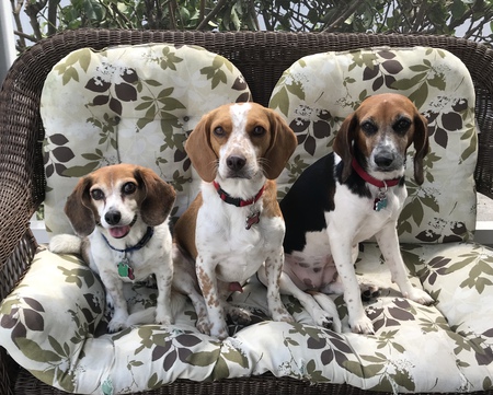 Daisy, Colby & Alani