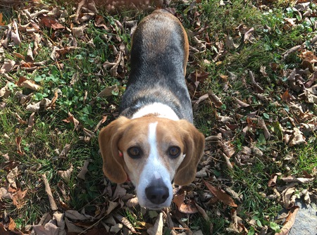 Piper