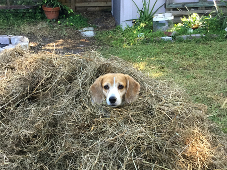 Dixie