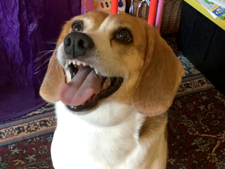 Dixie