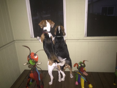Harley and Jaxx