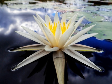Where the Water-lilies Go