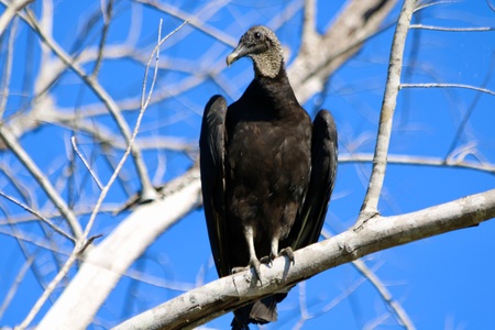Ahab...The Black Vulture