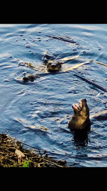 Breakfast With Otters