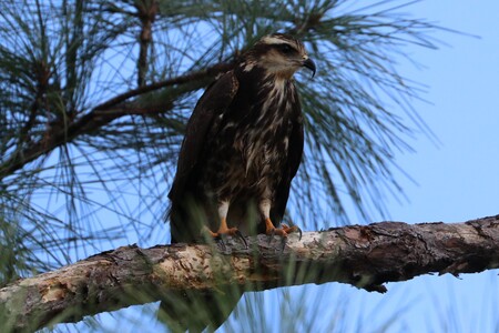 Specialized Beak