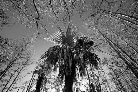 Look up at Grassy Waters