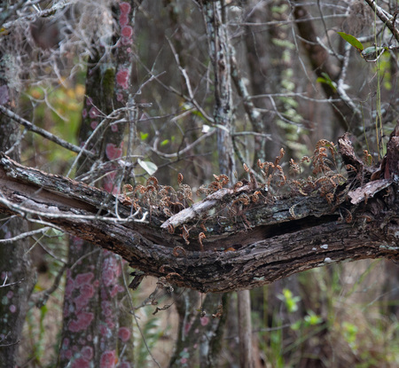 Resurrection Fern