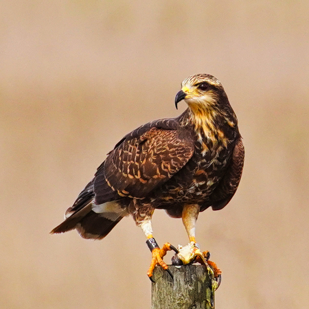 SNAIL KITE PORTRAIT