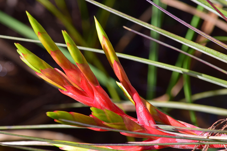 Glorious Airplant Flower