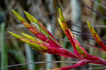 Florida Green Anole