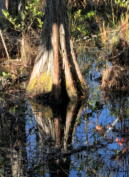 Reflective Cypress