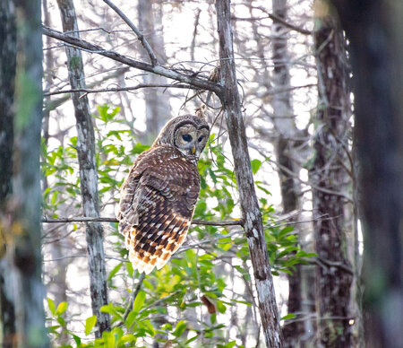 Morning with the Barred Owl