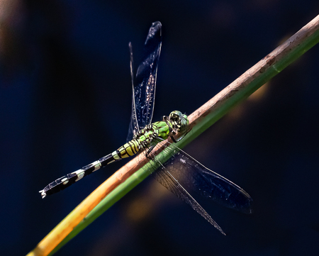 Dragonfly Aglow