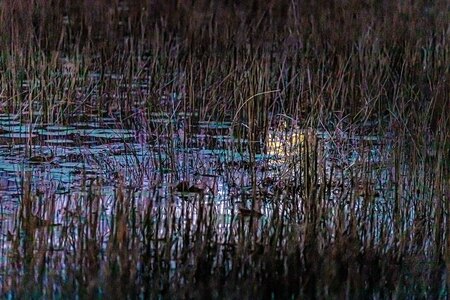 Moonglow on Grassy Waters