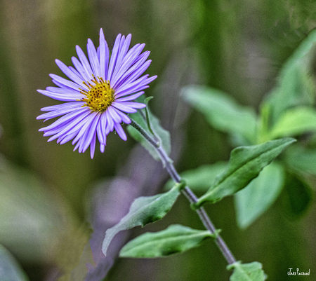 Wetlands Flower