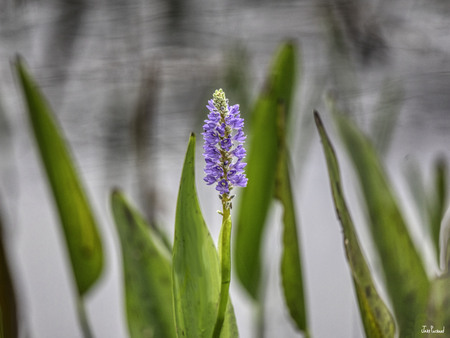 Swamp Flower