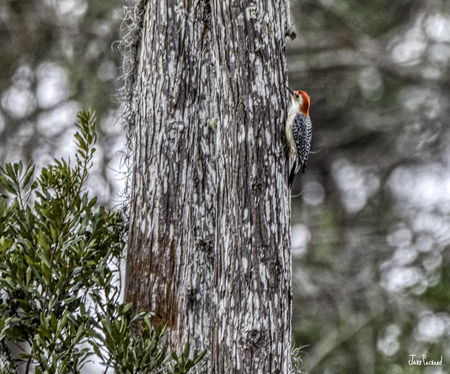 Woodpecker