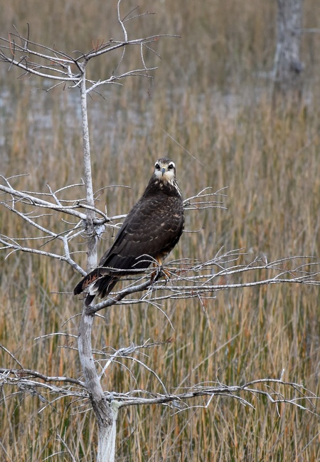 Snail Kite Moment