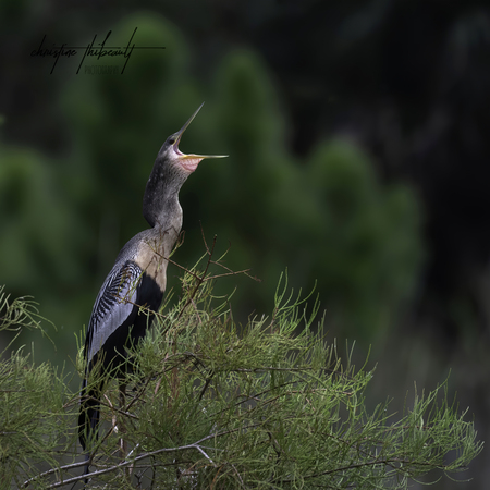 Call of the Anhinga