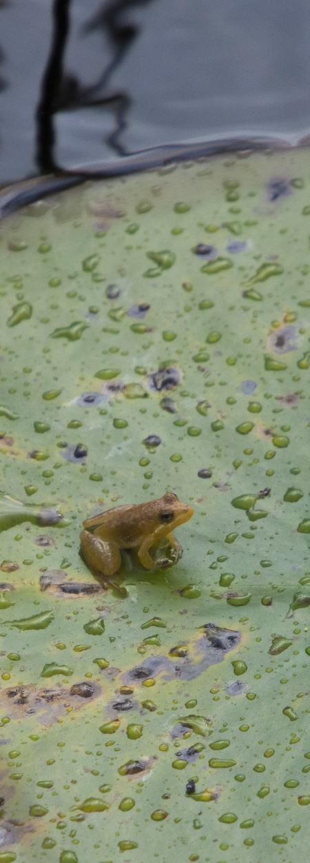 Tiny Frog